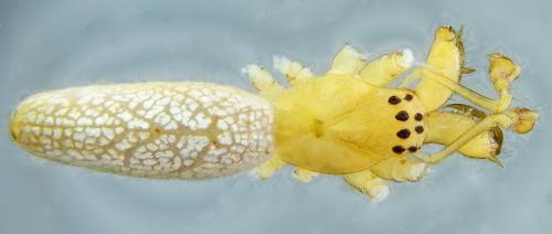Tetragnatha pinicola